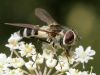 Ziedmuša Leucozona laternaria