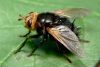 Kāpurmuša Tachina grossa