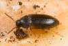 Piepjložņa Hallomenus axillaris