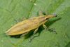 Smecernieks Lixus iridis