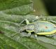 Smecernieks Chlorophanus viridis