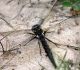 Spāre Odonata sp.