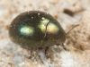 Apaļvabole Lamprobyrrhulus nitidus