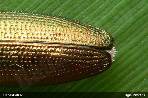 Lapgrauzis Donacia clavipes