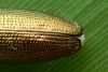 Lapgrauzis Donacia clavipes