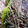 Kladonija Cladoniaceae sp.