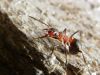 Skudra Formicidae sp.