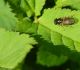 Ziedmuša Syrphidae sp.
