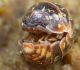 Mitrene Armadillidium pulchellum