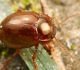 Lapgrauzis Chrysolina staphylaea