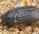 Melnulis Melanimon tibiale