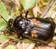 Kapračvabole Nicrophorus humator