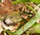 Skrejvabole Chlaenius nitidulus
