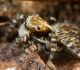 Lēcējzirneklis Pseudeuophrys erratica