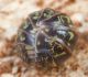 Mitrene Armadillidium pulchellum