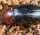 Sarkanais melnulis