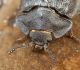 Lielais asmalis