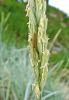 Slaidzirneklis Tetragnathidae sp.