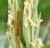 Slaidzirneklis Tetragnathidae sp.