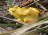 Zaļā / dīķa varde Pelophylax sp.