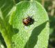 Lapgrauzis Cryptocephalus sexpunctatus