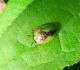 Vairogvabole Cassida vibex