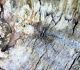 Zirneklis sp.