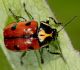 Lapgrauzis Cryptocephalus octopunctatus