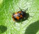 Lapgrauzis Cryptocephalus sexpunctatus