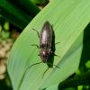 Sprakšķis Actenicerus sjaelandicus
