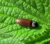 Sprakšķis Elateridae sp.