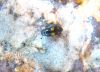 Spīdulis Glischrochilus sp.