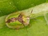 Vairogvabole Cassida vibex
