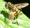 Ziedmuša Helophilus pendulus