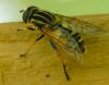 Ziedmuša Helophilus pendulus