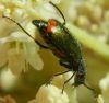 Māņmīkstspārnis Malachius bipustulatus