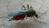 Dzēlējods Culicidae sp.