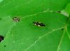 Mīkstblakts Dryophilocoris flavoquadrimaculatus