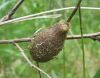Pelēkais pāvacis