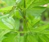 Slaidzirneklis Tetragnathidae sp.
