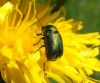 Lapgrauzis Cryptocephalus sp.