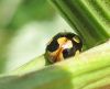 Mārīte Coccinella hieroglyphica
