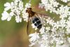Ziedmuša Leucozona glaucia