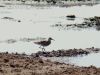 Gugatnis